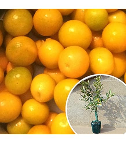 Amazon.co.jp: 金柑 苗 【ぷちまる】 種なしきんかん 1年生接木苗 登録